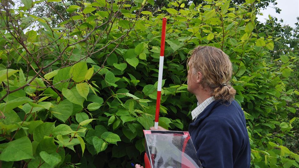Researcher measures the height of knotweed at a monitoring site